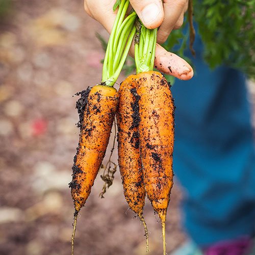 Feria-SOStenible-carrots_sq